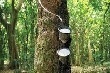 Giá cao su kỳ hạn tại Tokyo ngày 3/6 tăng do hoạt động mua bù thiếu 